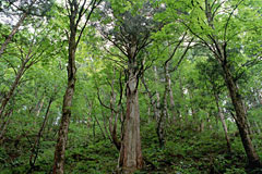 秋田杉と広葉樹の森林